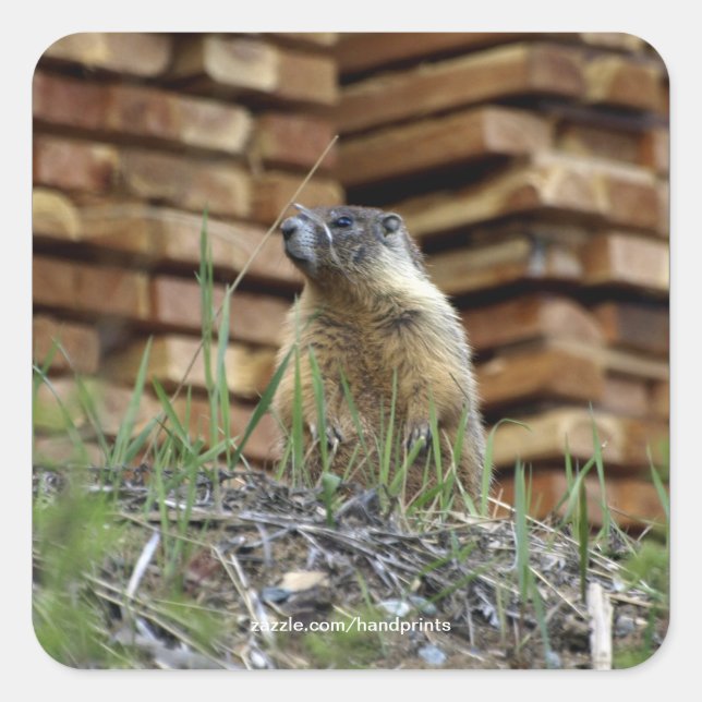 Hoary Marmot (Whistler) Wildlife Sticker (Vorderseite)