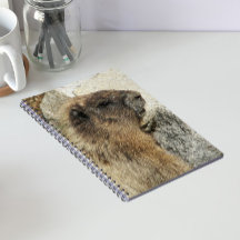 Hoary Marmot Wildlife Foto