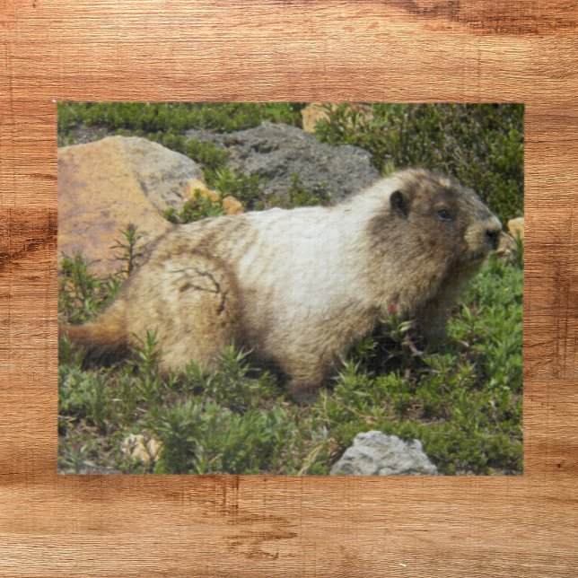 Hoary Marmot Wildlife Foto Puzzle (In Situ)