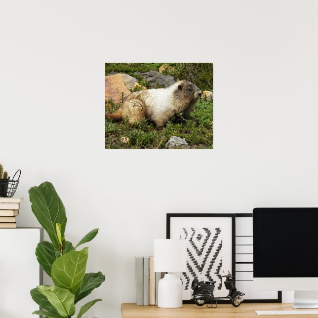 Hoary Marmot Wildlife Fotografisch Poster (Heimbüro)