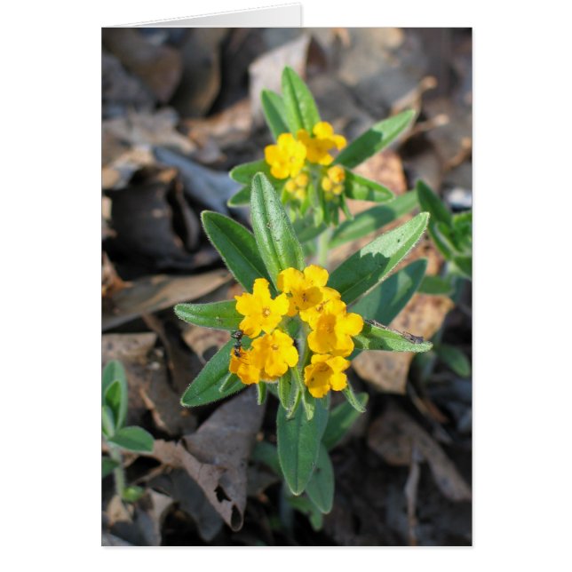 Hoary Puccoon (Vorne)