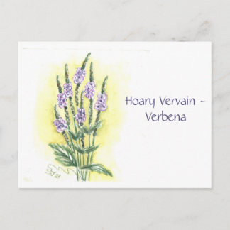 Hoary Vervain-Verbena Post Card Postkarte