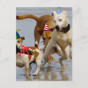 Hobbyhunde Postkarte