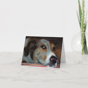 HOBIE  Catahoula Cowdog Karte