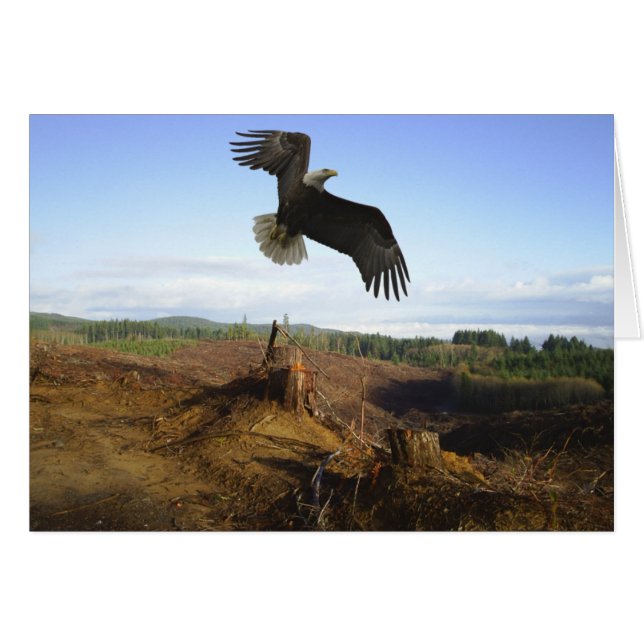 Hoch (Vorderseite (Horizontal))