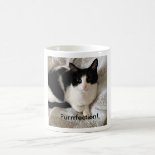 Hoch entwickelte Kaffee-trinkende Katze: Tasse