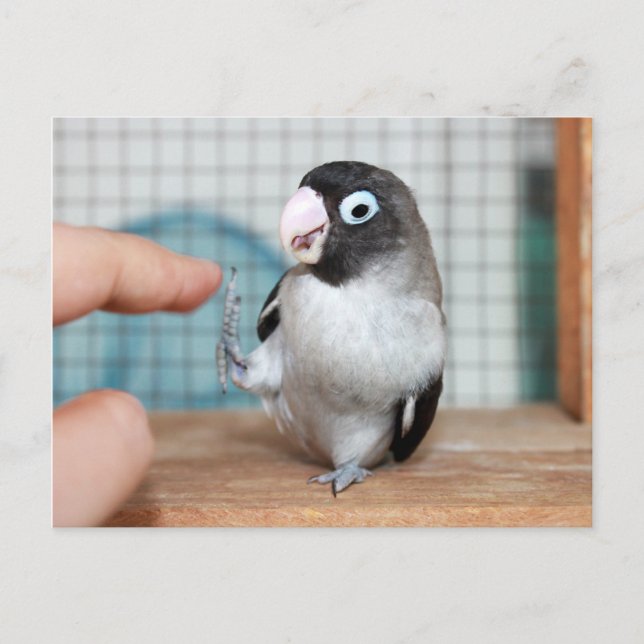 Hoch fünf! postkarte (Vorderseite)