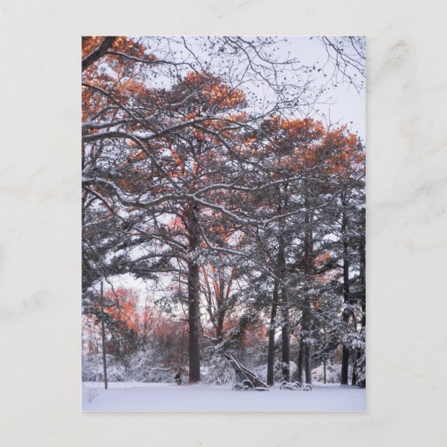 Hoch Kiefernbäume im Schnee bei Sonnenaufgang Wint Postkarte (Vorderseite)