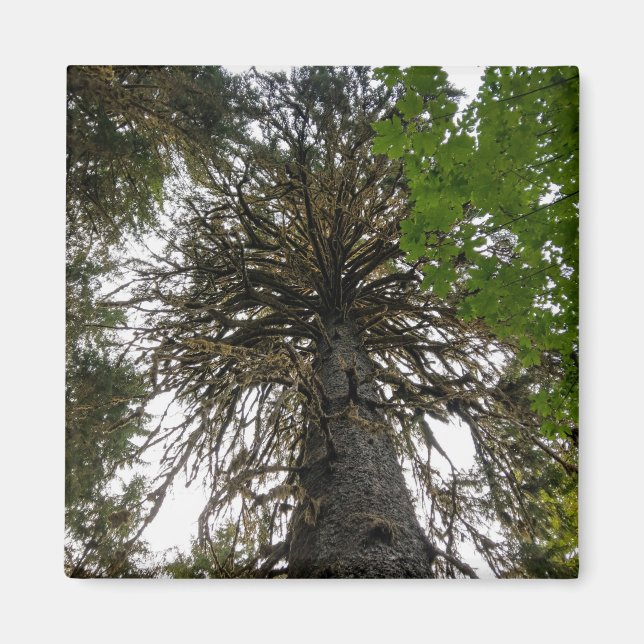 Hoch Regenwald Magnet (Vorne)