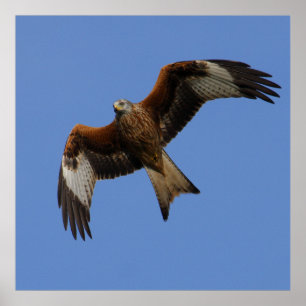 Hoch roter Kite Print Poster