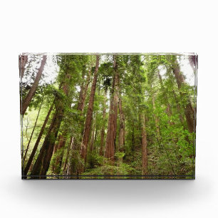 Hoch zu den Redwoods I im Muir Woods National Monu Fotoblock