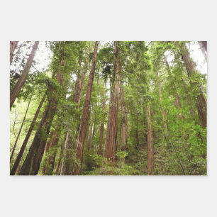 Hoch zu den Redwoods I im Muir Woods National Monu Geschenkpapier Set