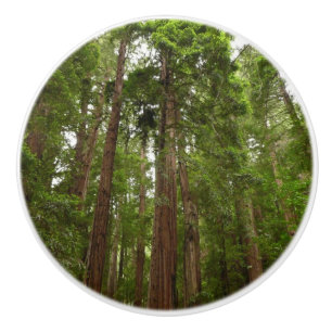 Hoch zu den Redwoods I im Muir Woods National Monu Keramikknauf