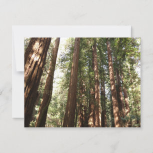 Hoch zu den Redwoods II im Muir Woods National Mon