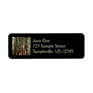 Hoch zu den Redwoods II im Muir Woods National Mon