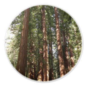 Hoch zu den Redwoods II im Muir Woods National Mon Keramikknauf