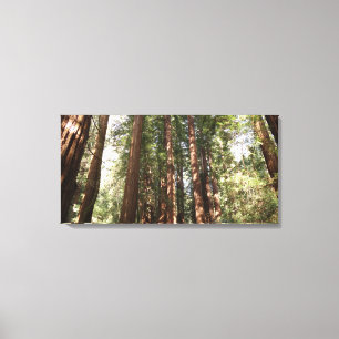 Hoch zu den Redwoods II im Muir Woods National Mon Leinwanddruck