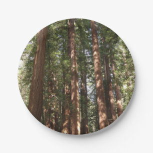 Hoch zu den Redwoods II im Muir Woods National Mon Pappteller
