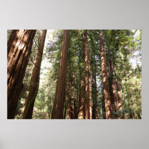 Hoch zu den Redwoods II im Muir Woods National Mon Poster