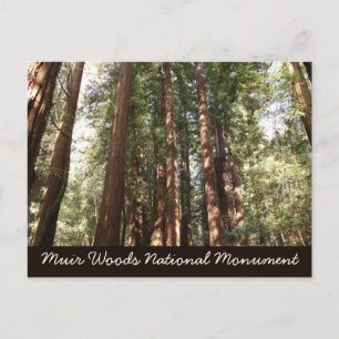 Hoch zu den Redwoods II im Muir Woods National Mon Postkarte
