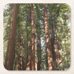 Hoch zu den Redwoods II im Muir Woods National Mon Rechteckiger Pappuntersetzer