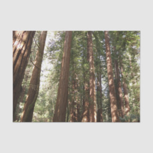 Hoch zu den Redwoods II im Muir Woods National Mon Seidenpapier