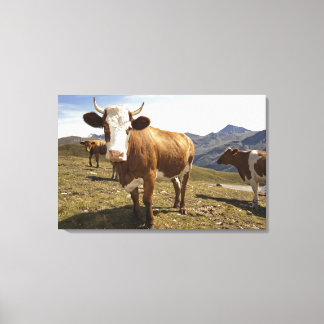 hochalpenstrasse,hohe tauern, leinwanddruck