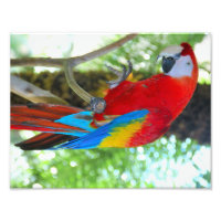 Hochauflösende Fotografie Scarlet Macaw