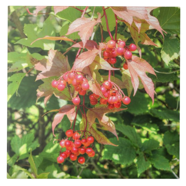 Hochbuschpreiselbeeren Fliese (Vorderseite)