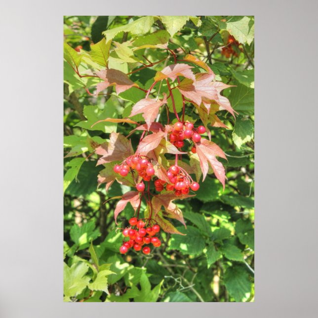Hochbuschpreiselbeeren Poster (Vorne)