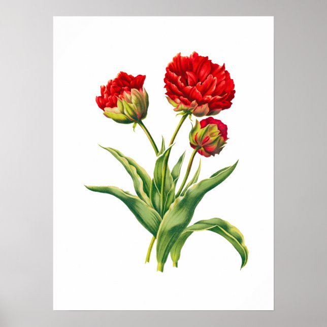 Hochgradig realistische rote Blume Poster (Vorne)