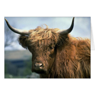 Hochlandkuh
