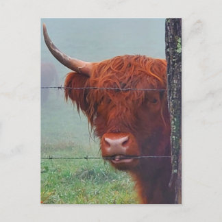 Hochlandkuh, die einen Drahtzaun bindet Postkarte
