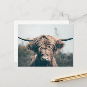Hochlandrind-Porträt Postkarte