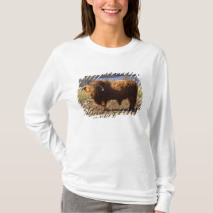 Hochlandrindbulle, Schottland T-Shirt