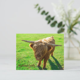 Hochlandrinder für Tier- und Nutztiere Feiertagspostkarte