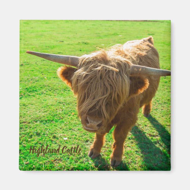 Hochlandrinder für Tier- und Nutztiere Magnet (Vorne)