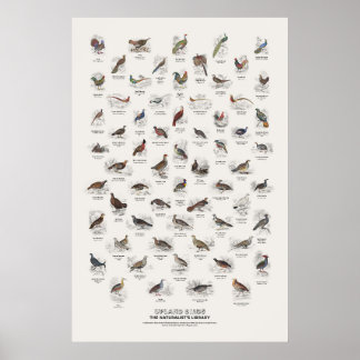 Hochlandvögel - Naturalist's Library Poster