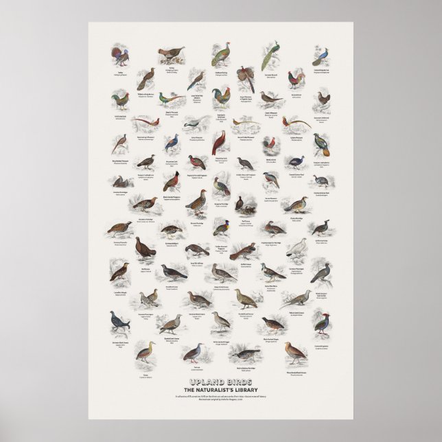 Hochlandvögel - Naturalist's Library Poster (Vorne)