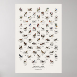 Hochlandvögel - Naturalist's Library Poster