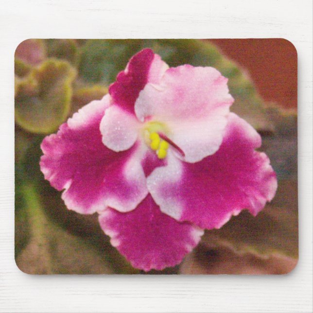 Hochrotes Eis-Usambaraveilchen Mousepad (Vorne)