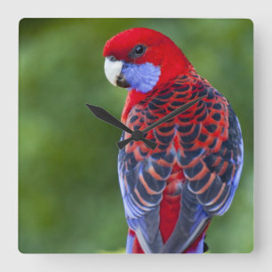 Hochrotes Rosella u. Hintergrund der Orchideen Quadratische Wanduhr