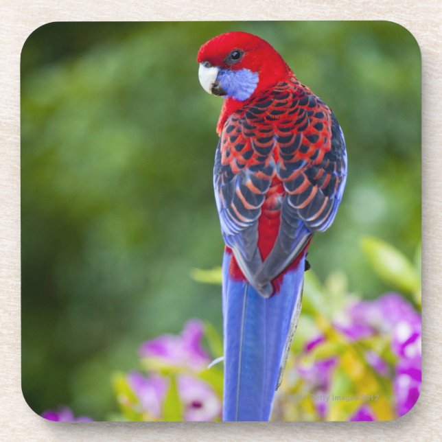 Hochrotes Rosella u. Hintergrund der Orchideen Untersetzer (Vorderseite)