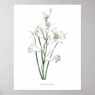 HÖCHSTE QUALITÄT Botanischer Ausdruck von Hemeroca Poster