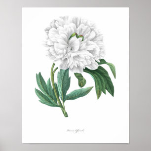 HÖCHSTE QUALITÄT Botanischer Ausdruck von Peony Poster