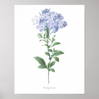 HÖCHSTE QUALITÄT Botanischer Ausdruck von Plumbago Poster