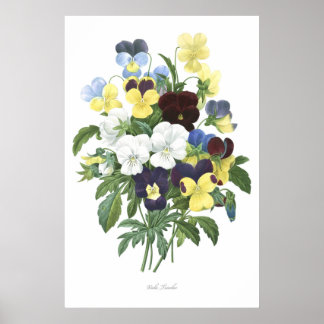 HÖCHSTE QUALITÄT Botanischer Ausdruck von Viola Tr Poster