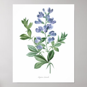 HÖCHSTE QUALITÄT Botanischer Druck in Baptisia Poster