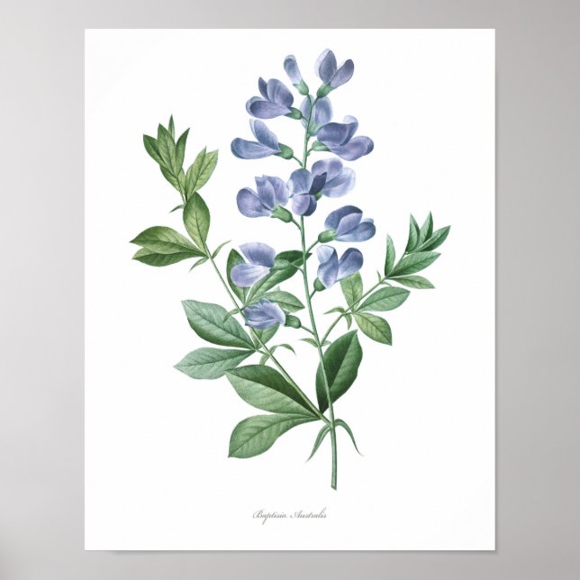 HÖCHSTE QUALITÄT Botanischer Druck in Baptisia Poster (Vorne)