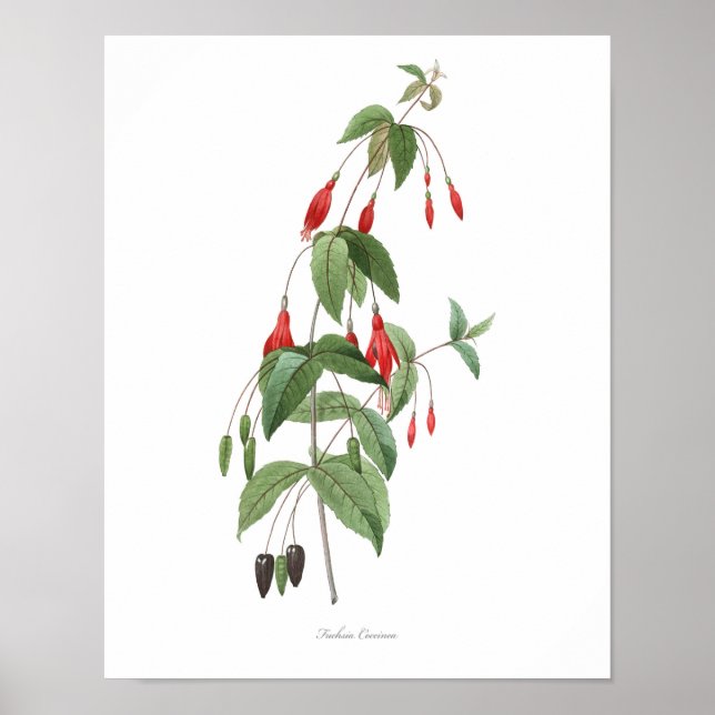HÖCHSTE QUALITÄT Botanischer Druck in Fuchsia Poster (Vorne)